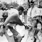 La polic&iacute;a ataca con perros a manifestantes negros durante una protesta en Alabama en 1963.
