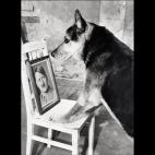 BERLIN, GERMANY - OCTOBER 1: Undated and unlocated picture of one of Adolf Hitler 's dogs facing his master's photo.