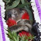 Una manifestación en Queensland en 2009 para pedir más protección a los koalas, con algunos de estos animales muertos en féretros.