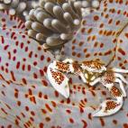 Un cangrejo porcelana (Neopetrolisthes maculatus) sobre una anémona en la isla de Pescador, Cebu, Filipinas.
