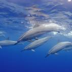 Delfines (Stenella longirostris) en la costa de Kona, Hawaii.