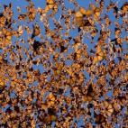 Cada año al llegar el frío, millones de mariposas monarca abandonan el este de Estados Unidos por el calor de México. Los científicos aún andan estudiando cómo consiguen hacer un viaje de más de 3.000 kilómetros y regresar al lugar donde...