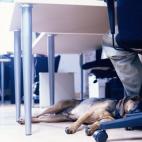 El traer una mascota al trabajo podría ayudar a bajar los niveles de estrés y aumentar la satisfacción en el trabajo de acuerdo a un estudio divulgado en International Journal of Workplace Health Management."La presencia de mascotas podría s...