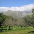 La Sierra de Tramontana presenta los encinares naturales de la isla pero también olivos y almendros, y matas de romero y brezo.