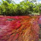 No es una ilusión óptica, es Caño Cristales, en la colombiana sierra de La Macarena. Este río también es conocido como “el arcoíris que se derritió” o “el río de los cinco colores” (rojo, amarillo, verde, azul y negro) por las to...