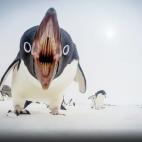 El miembro de Your Shot Clinton Berry capturó esta imagen con una GoPro en el hielo del océano Antártico, a unos nueve kilómetros de Casey Station. "Estudié los movimientos de los pingüinos durante semanas", escribe Berry. "Caminaban por l...