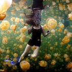 Los residentes del Jellyfish Lake de Eli Malk —una de las Rock Islands de Palau— rodean a una chica haciendo snorkel durante su inmersión. Las medusas de agua salada del lago, inofensivas para los humanos, pasan gran parte de su vida siguie...