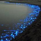 Estás tranquilamente descansando en la playa. Te giras hacia la orilla y ves...¿luces de neón azul?. No te asustes, es plancton. Las enzimas dinoflagellata luciferis son microorganismos que lanzan flashes azul-verdoso cuando son estimulados ...