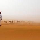 Los camellos atraviesan las dunas en el Mazayin Dhafra Camel Festival cerca de la ciudad de Madinat Zayed (Emiratos Árabes Unidos).