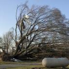 Un gran árbol yace arrancado de raíz por un potente tornado que ha azotado Clarksdale, Mississippi.