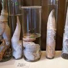 Como su nombre indica, el Museo del falo de Islandia recopila desde 1997 penes, de forma parcial o total, de cerca de 280 especies animales. De los más pequeños a los más grandes -uno de ellos mide casi dos metros-, todos se encuentran en est...