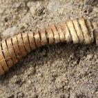 Los arqueólogos descubrieron un tesoro de 2.000 espirales de oro en la ciudad de Boeslunde, en la isla danesa de Zelanda. Las espirales tienen aproximadamente 3.000 años de antigüedad.