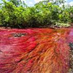 Se encuentra en la colombiana sierra de la Macarena y lo llaman el "río de cinco colores" o "el arcoiris que se derritió". Probablemente nunca hayas visto un río tan colorido y probablemente sea el más colorido del mundo. Esto es debido a lo...