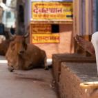 El cow belt, la zona m&aacute;s poblada de la India, profesa un respeto reverencial por las vacas, a las cuales honran y alimentan.