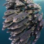 Ganadora de la categoría Cámara réflex digital principiante: "Todos los veranos, los bancos de peces globo (Arothron firmamentum) empiezan a aparecer en las Islas Poor Knights, al norte de Nueva Zelanda. Normalmente se encuentran en aguas pel...
