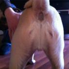 A Reddit user posted this photo of a dog's butt that appears to show Jesus Christ's visage; robes, hands, long hair and all.