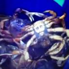 John Canfield of Snohomish County, Wash., was on a crabbing trip with his family when he found a crab that looks, depending on your opinion, Jesus Christ or Osama Bin Laden.