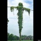 In this June 28, 2011 photo, a patch of kudzu grows on a utility pole, in Kinston, N.C. People in the area see a likeness to Jesus Christ on the cross. Kent Hardison runs Ma's Hot Dog stand nearby. He says he was getting ready to spray it with h...