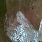 An "image of Jesus" seen in dripped wax by worshippers at a church in Wiltshire, England has been removed by a cleaner. The face was first spotted by church warden Nicky Irwin at the parish church of Ogbourne St George at Easter.