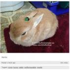 Fotos de alguien que se dedica a poner cosas encima de su conejo: stuffonmyrabbit.net
