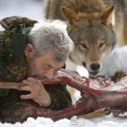 Thomas Hobbes dijo que “el hombre es un lobo para el hombre”. En este caso, el hombre se comporta como un lobo y muerde a un ciervo muerto. El señor de la imagen es el investigador Werner Freund, quien hizo esto en el parque de lobos que ll...