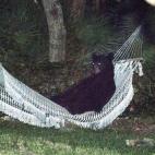 Un oso negro, tumbado en una hamaca en el patio trasero de una residencia de Daytona Beach, en Florida. El animal causó un gran revuelo durante los 15 minutos que estuvo en el jardín privado, hasta que las luces que encendieron los dueños lo ...