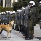Un perro ladra a un grupo de policías durante las protestas contra los recortes en Atenas (Grecia).