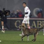 Un perro interrumpe un partido de la Serie A italiana en 2007.