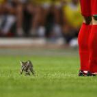 Un gato en el fútbol en 2010.