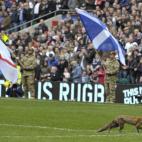 Un zorro antes del Inglaterra-Escocia del Seis Naciones del 2010
