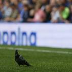 Una paloma durante el Chelsea-Newcastle de 2012.