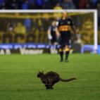 Otro gato, este marrón, en un partido de Boca Juniors en Argentina en 2012.