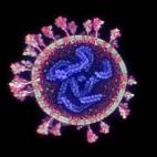 Primeras imágenes del virus