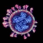 Primeras imágenes del virus