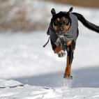 Un perro corre hacia su dueño en Mineápolis