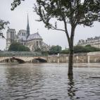 En la catedral de Notre-Dame, situada en una de las islas del Sena, hacía tiempo que no se veía el agua tan cerca.