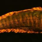 El Soleichthys heterorhinos pertenece a la familia de los lenguados y es propio de las islas del Caribe. 