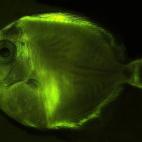 El pez cirujano es doblemente bello. Dentro del espectro de la luz visible al ojo humano es de un color azul intenso (amarillo cuando son jóvenes). Pero, con unas lentes adecuadas, se vuelve verde luminoso. 