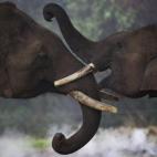 Elefantes en Sauraha, en Chitwan, al sur de Katmandú.