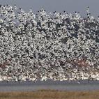 Cientos de miles de aves migratorias alzan el vuelo sobre el lago Poyang, en la provincia Jiangxie de China.