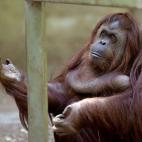 Esta orangután de 29 años se llama Sandra. Después de 20 años viviendo en un zoo de Buenos Aires, Sandra abandonará el lugar porque un tribunal ha dictaminado que tiene derecho a vivir en mejores condiciones.