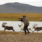 En las duras condiciones de Chukotka, el pastoreo de renos es la principal actividad de los pueblos nómadas.