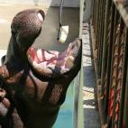 Kiboko es un hipopótamo de 31 años que abre su boca para que le laven los dientes en el zoo de Himeji, Japón. 