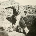 Perro centinela en el Frente Occidental, 1914. Sirvió con la armada de Bélgica. (British War Dogs: Their Training and Psychology; Skeffington & Son, Ltd, London)