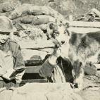 El perro mensajero 'Nell', que trabajó durante la guerra. (British War Dogs: Their Training and Psychology; Skeffington & Son, Ltd, London)