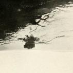 Perro mensajero portando un mensaje a través de un río en el Frente Occidental. (British War Dogs: Their Training and Psychology; Skeffington & Son, Ltd, London)