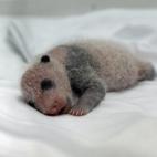 A este pequeño panda ya se le aprecian las manchas negras tan características de su especie.