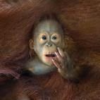 De Singapur - Naturaleza y vida salvaje:: Un bebé orangután acurrucado por su madre.