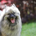 Se le conoce como el "perro holand&eacute;s sonriente" por la forma en que sus labios se curvan. Cavan zanjas en verano para mantenerse frescos.