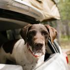 Son perros de caza de primer nivel: expertos en se&ntilde;alar, recuperar y cazar presas. Tambi&eacute;n se utilizan en equipos de b&uacute;squeda y rescate.